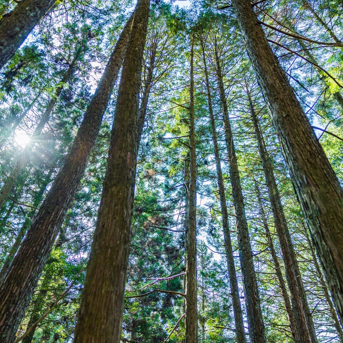 HINOKI (Japanese Cypress)