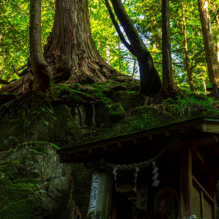 HINOKI (Japanese Cypress)