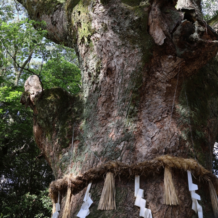HINOKI (Japanese Cypress)