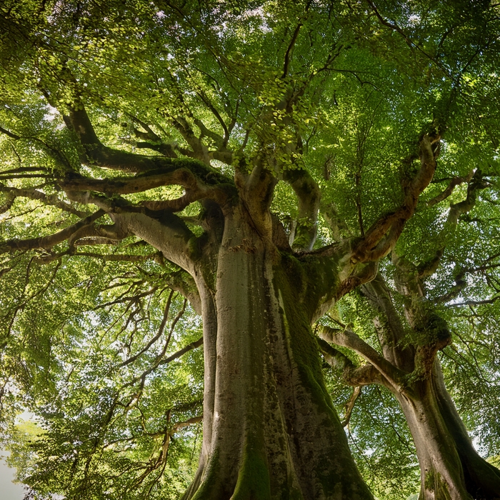 KEYAKI (Japanese Zelkova)