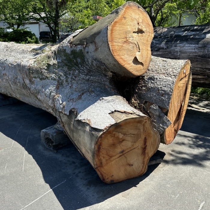 KEYAKI (Japanese Zelkova)