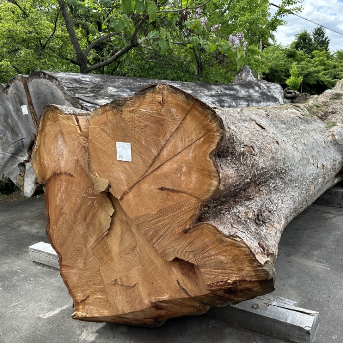 KEYAKI (Japanese Zelkova)