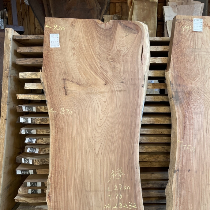 KEYAKI (Japanese Zelkova)