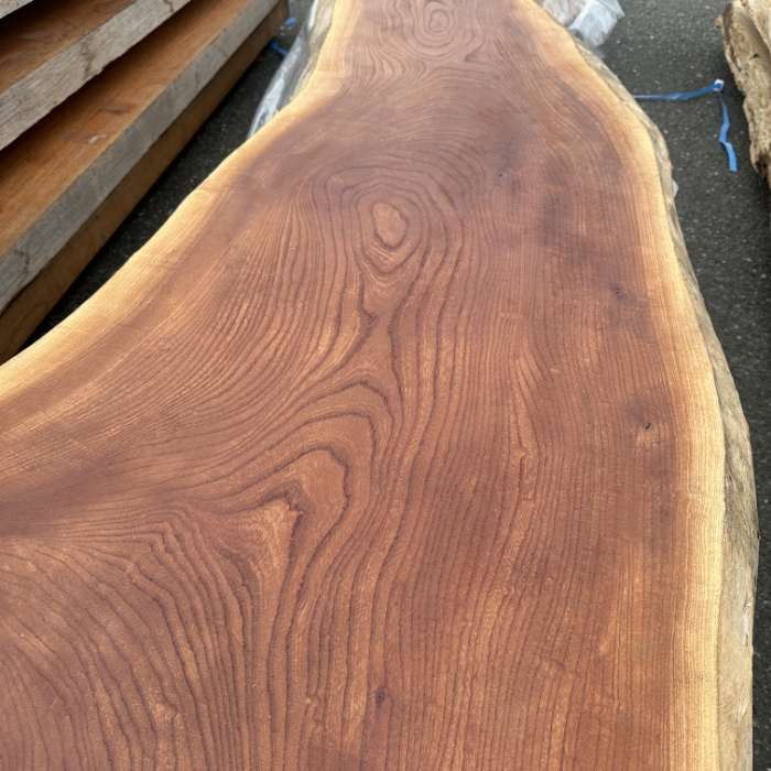 KEYAKI (Japanese Zelkova)