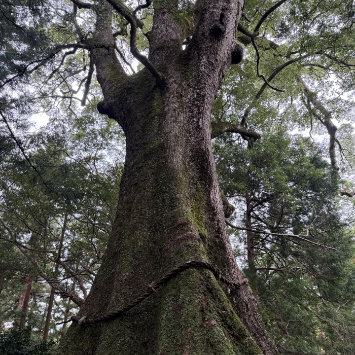 KUSUNOKI (JAPANESE CAMPHOR)