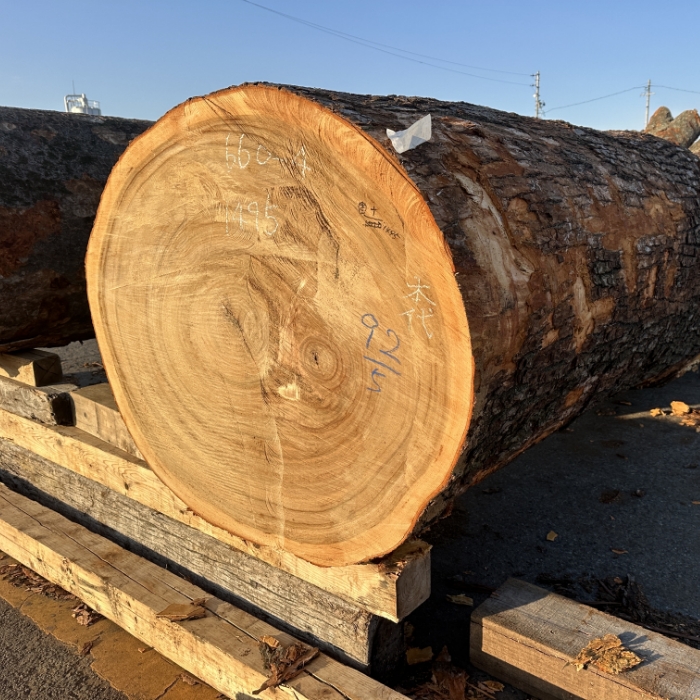 KUSUNOKI (JAPANESE CAMPHOR)