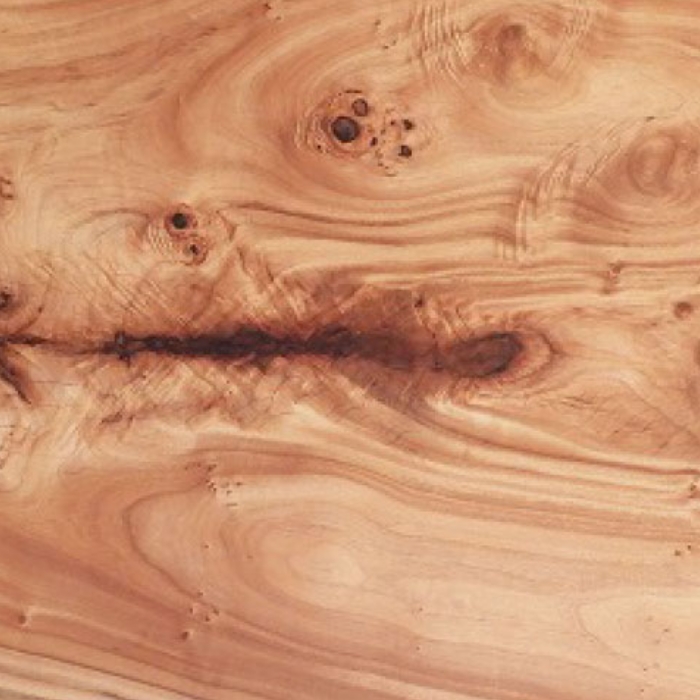 KUSUNOKI (JAPANESE CAMPHOR)