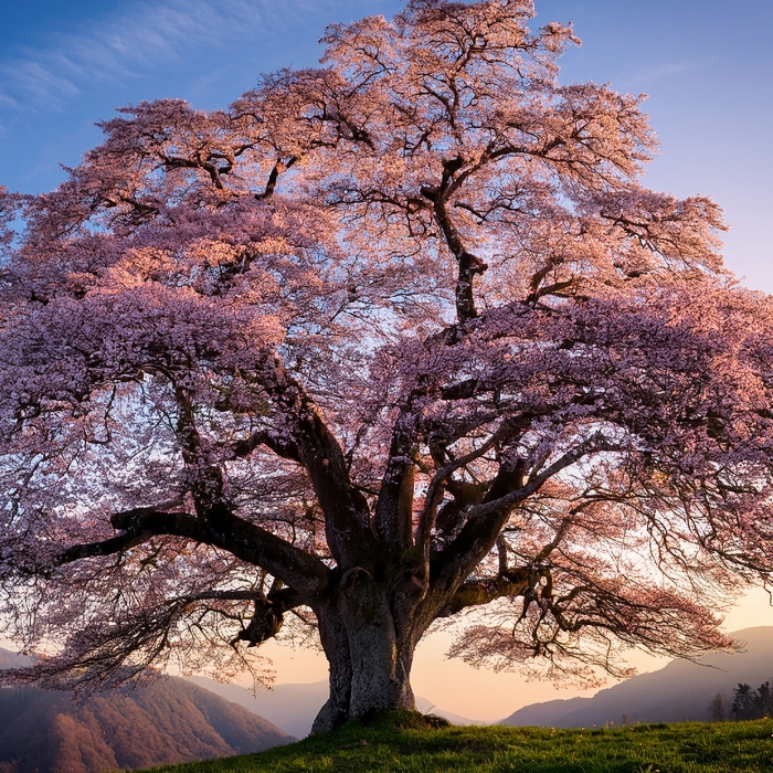 SAKURA (Japanese Cherry)