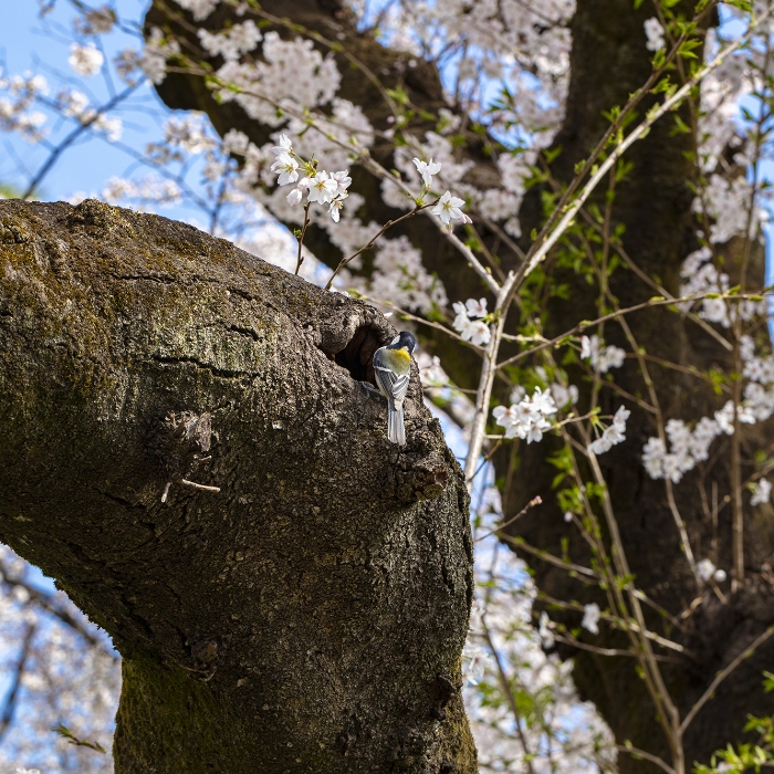 SAKURA (Japanese Cherry)