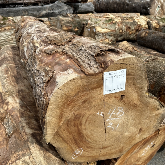 SAKURA (Japanese Cherry)