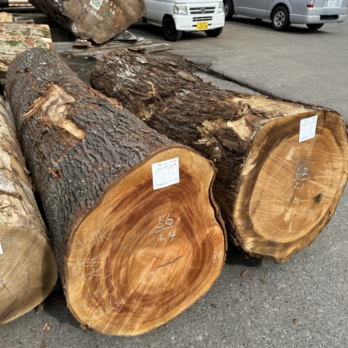 SAKURA (Japanese Cherry)