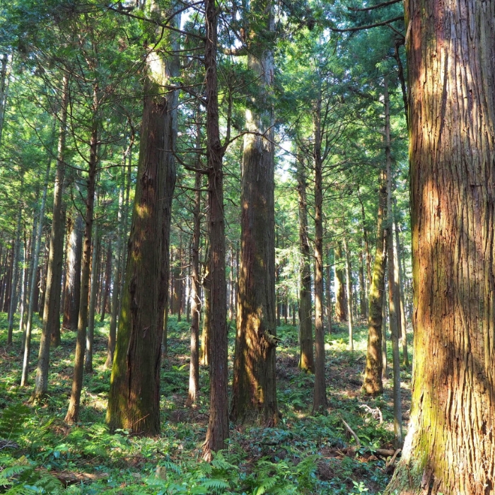 SUGI (Japanese Cedar)