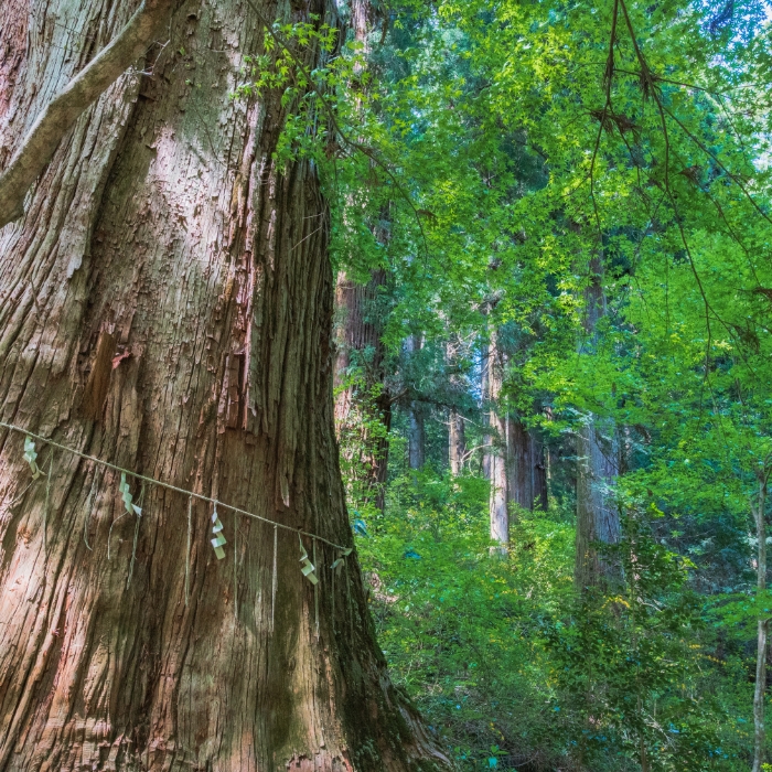 SUGI (Japanese Cedar)
