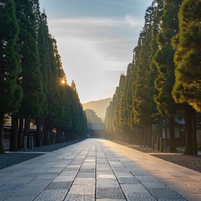 SUGI (Japanese Cedar)