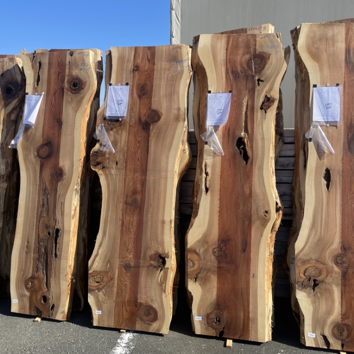 SUGI (Japanese Cedar)