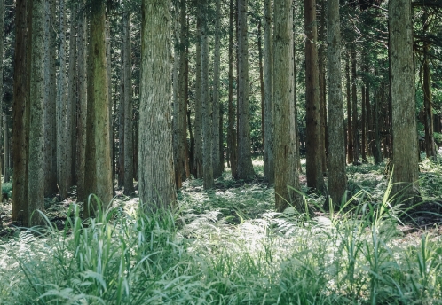 HINOKI (Japanese Cypress)