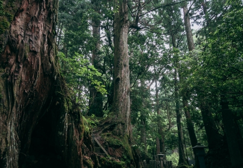 SUGI (Japanese Cedar)