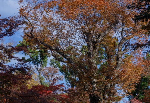 KEYAKI (Japanese Zelkova)