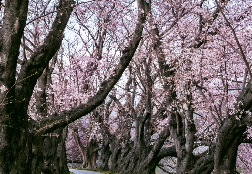 SAKURA (Japanese Cherry)