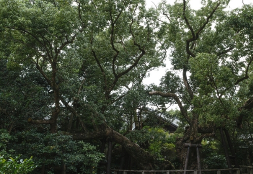 KUSUNOKI (JAPANESE CAMPHOR)
